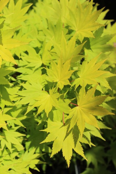 Acer shirasawanum 'Jordan' buske 50-60 cm