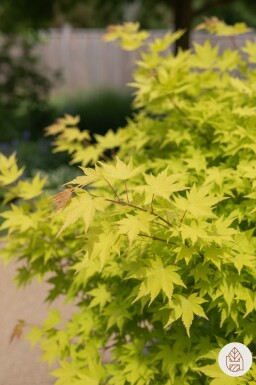 Acer shirasawanum 'Jordan' buske 80-100 cm