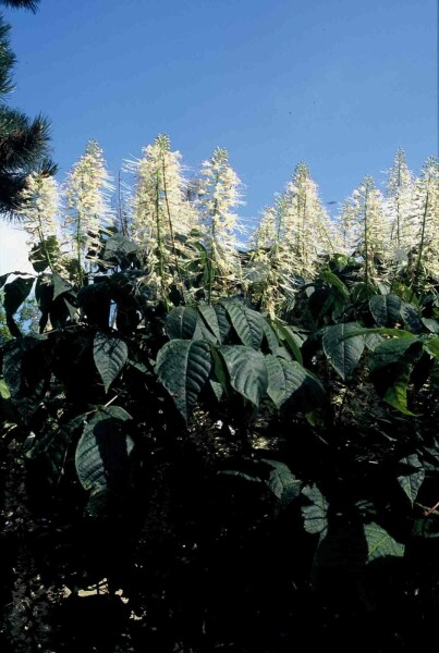 Aesculus parviflora buske 50-60 cm