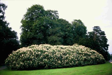 Aesculus parviflora buske 100-125 cm