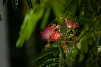 Albizia julibrissin 'Ombrella' buske 40-60 cm