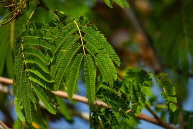 Albizia julibrissin 'Ombrella' buske 175-200 cm
