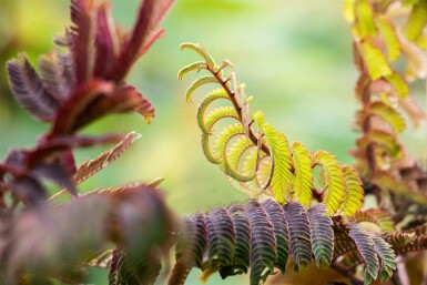 Albizia julibrissin 'Summer Chocolate' buske 60-80 cm