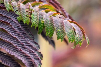 Albizia julibrissin 'Summer Chocolate' buske 60-80 cm