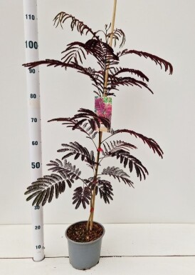 Albizia julibrissin 'Summer Chocolate' buske 60-80 cm