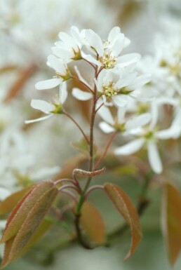 Amelanchier lamarckii buske 40-50 cm