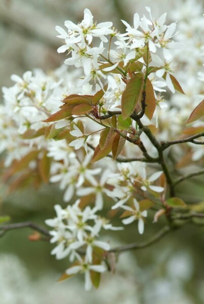 Amelanchier lamarckii buske 100-125 cm