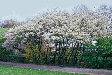 Amelanchier lamarckii buske 100-125 cm