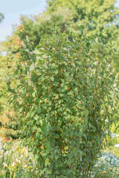 Amelanchier alnifolia 'Obelisk' buske 40-50 cm
