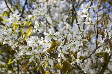 Amelanchier spicata buske 40-60 cm