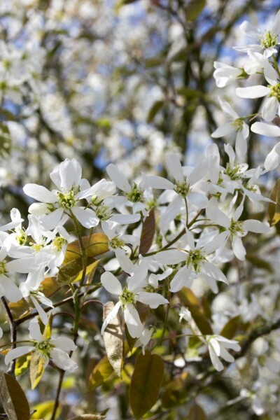 Amelanchier spicata buske 150-175 cm