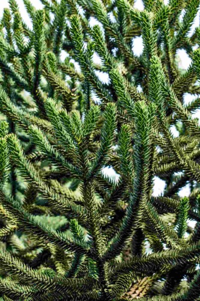 Araucaria araucana buske 30-40 cm