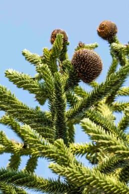 Araucaria araucana buske 60-70 cm