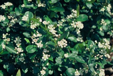 Aronia melanocarpa buske 100-125 cm
