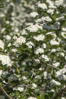Aronia prunifolia 'Viking' buske 20-25 cm