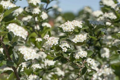 Aronia prunifolia 'Viking' buske 20-25 cm