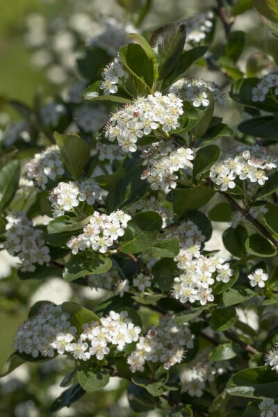 Aronia prunifolia 'Viking' buske 60-80 cm