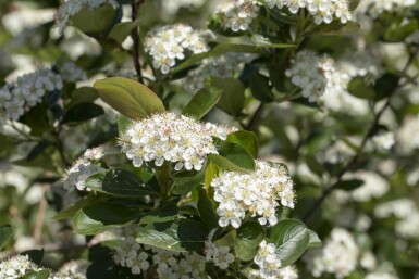 Aronia prunifolia 'Viking' buske 80-100 cm