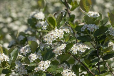 Aronia prunifolia 'Viking' buske 80-100 cm