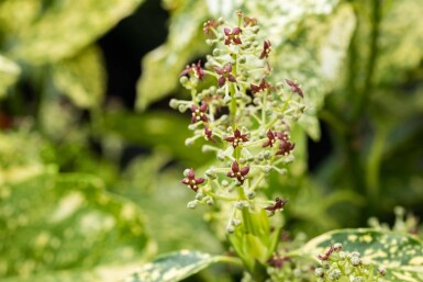 Aucuba japonica 'Crotonifolia' buske 60-80 cm