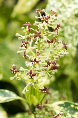 Aucuba japonica 'Crotonifolia' buske 60-80 cm