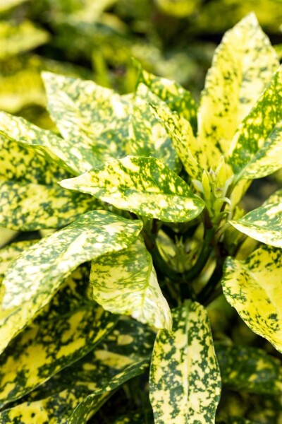 Aucuba japonica 'Crotonifolia' buske 80-100 cm