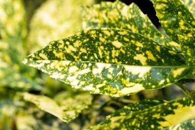 Aucuba japonica 'Crotonifolia' buske 80-100 cm