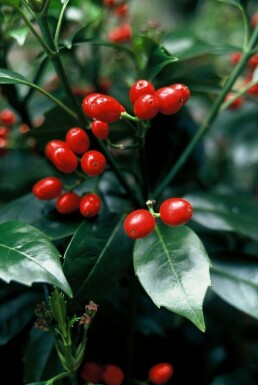 Aucuba japonica 'Rozannie' buske 80-100 cm