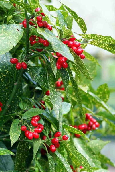 Aucuba japonica 'Variegata' buske 40-45 cm