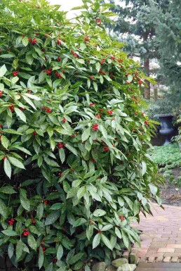 Aucuba japonica 'Variegata' buske 40-45 cm