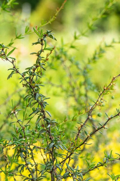 Berberis stenophylla buske 40-50 cm