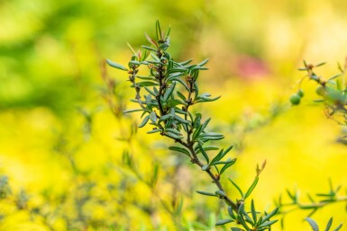 Berberis stenophylla buske 40-50 cm