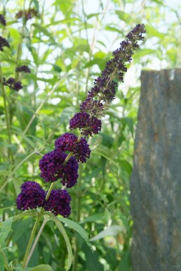 Buddleja davidii 'Black Knight' buske 60-80 cm