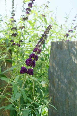 Buddleja davidii 'Black Knight' buske 60-80 cm