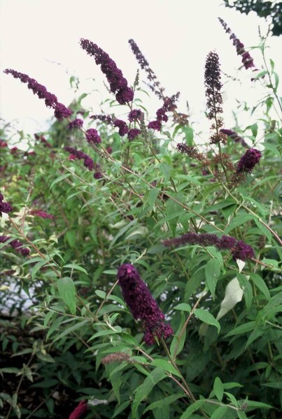 Buddleja davidii 'Black Knight' buske 100-125 cm