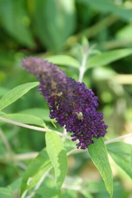 Buddleja davidii 'Black Knight' buske 100-125 cm