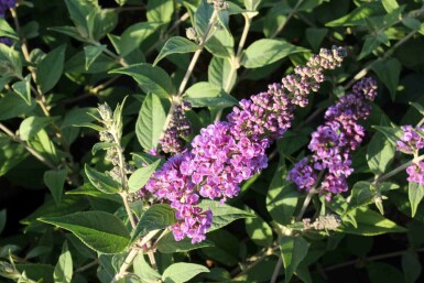 Buddleja davidii 'Blue Chip' buske 40-50 cm
