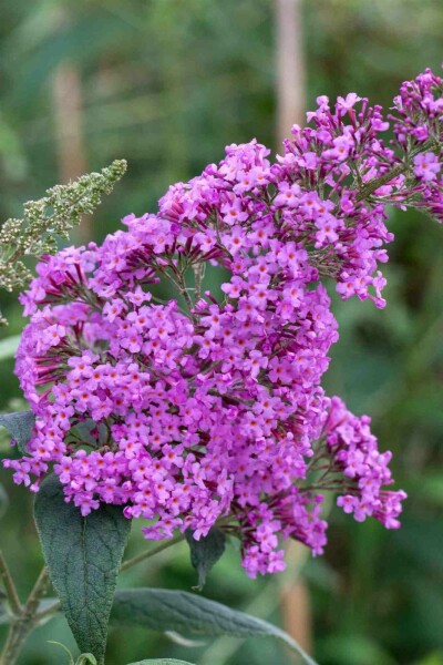 Buddleja davidii 'Border Beauty' buske 40-60 cm