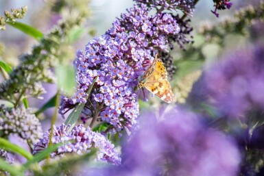 Buddleja davidii 'Empire Blue' buske 45-50 cm