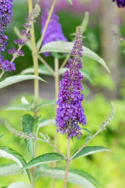 Buddleja davidii 'Empire Blue' buske 45-50 cm