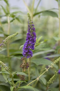 Buddleja davidii 'Empire Blue' buske 60-80 cm