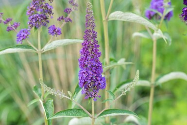 Buddleja davidii 'Empire Blue' buske 60-80 cm