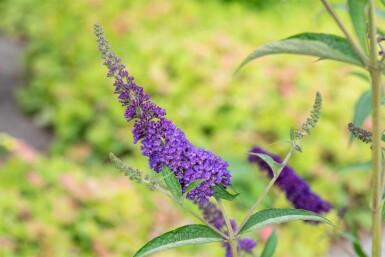 Buddleja davidii 'Empire Blue' buske 60-80 cm