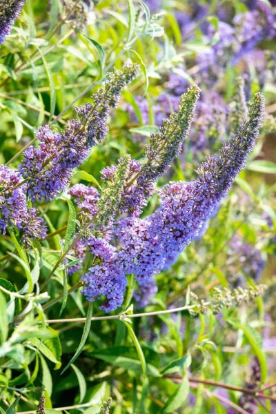 Buddleja davidii 'Empire Blue' buske 100-125 cm
