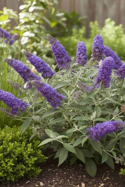 Buddleja davidii 'Free Petite Blue Heaven' buske 40-50 cm
