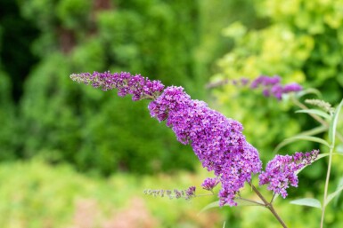 Buddleja davidii 'Ile de France' buske 40-60 cm