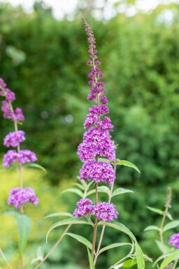 Buddleja davidii 'Ile de France' buske 60-80 cm