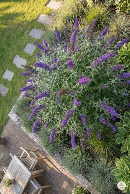 Buddleja davidii 'Nanho Blue' buske 80-100 cm