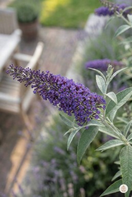 Buddleja davidii 'Nanho Blue' buske 80-100 cm