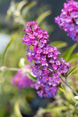 Buddleja davidii 'Nanho Purple' buske 30-40 cm